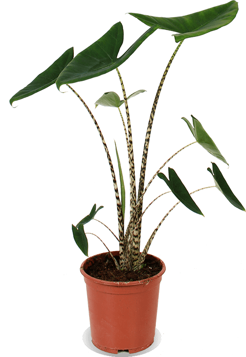 Alocasia Zebrina