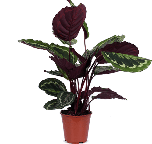 Calathea Medallion