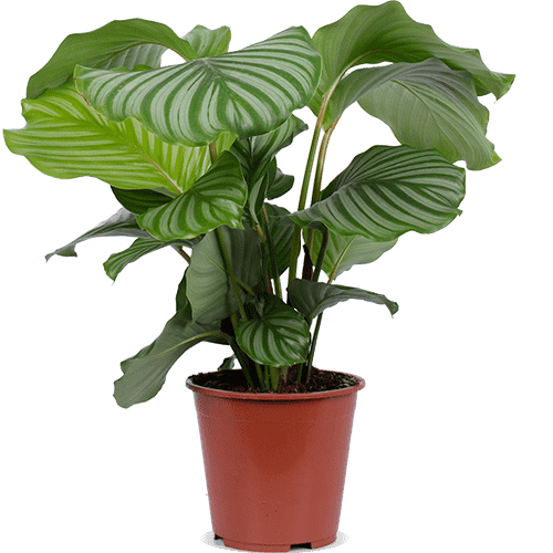 Calathea Orbifolia