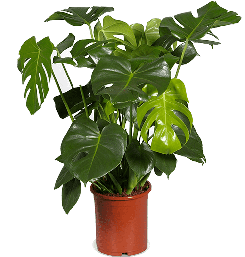 Monstera Deliciosa (L)